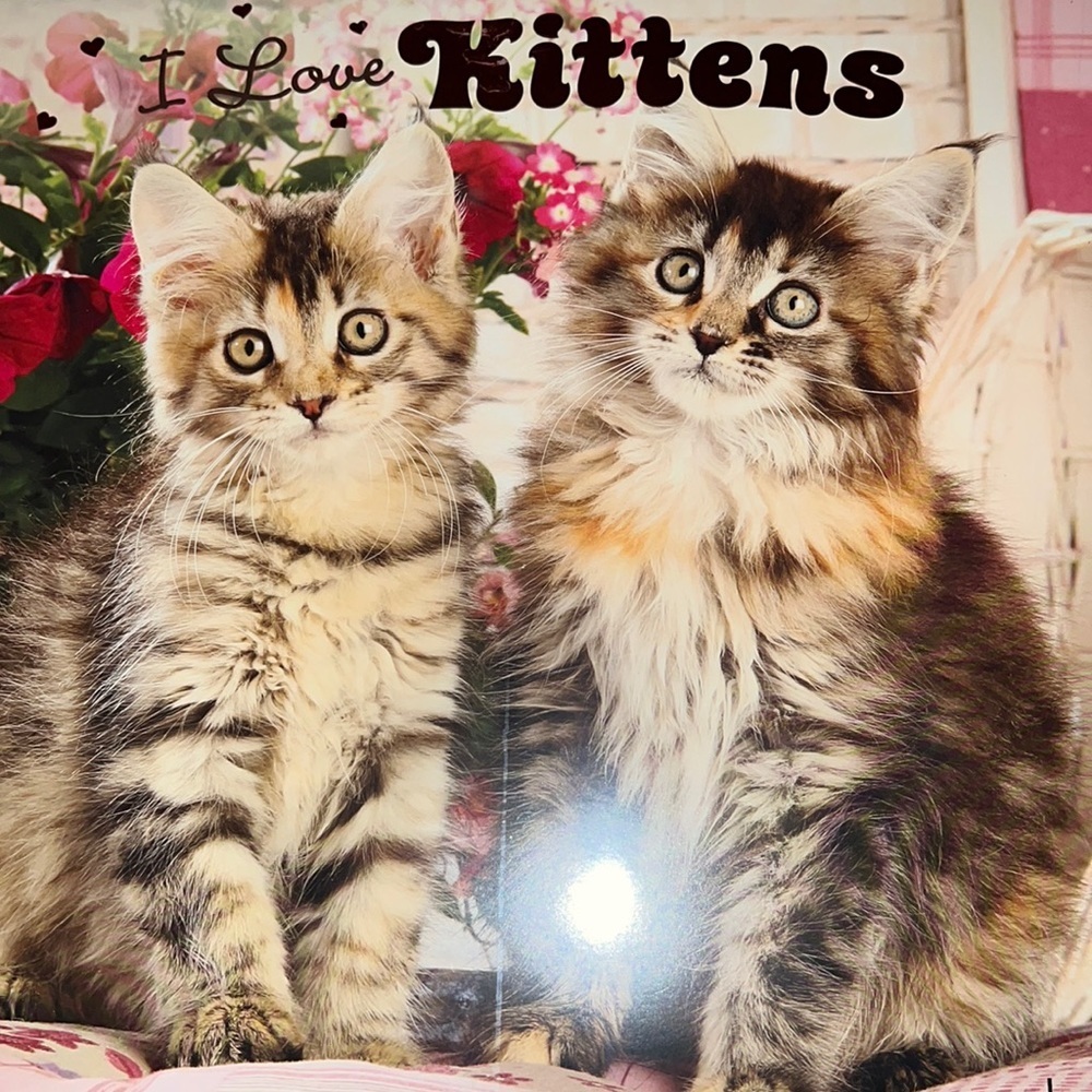 Calendar 2023  i love kittens  16-month‎ calendar freebie